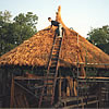 Thatching in Fort Worth Zoo, Texas USA